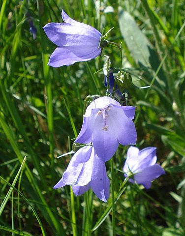 Campanula rotundifolia